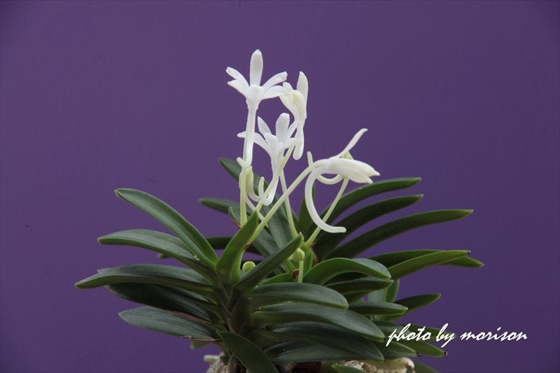 富貴蘭「彗星」の花 | morisonの富貴蘭ブログ