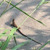 7月が終わるの画像