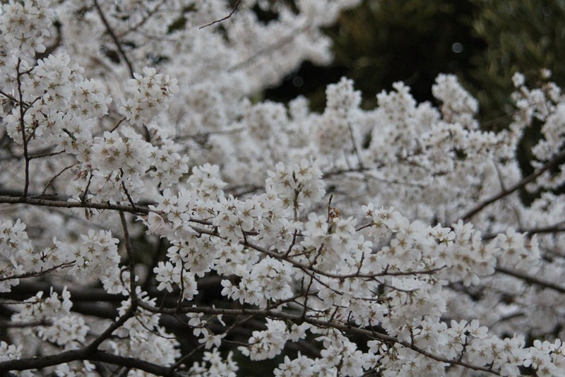 上尾市の桜 お花見 ケンケンのなんでもブログ