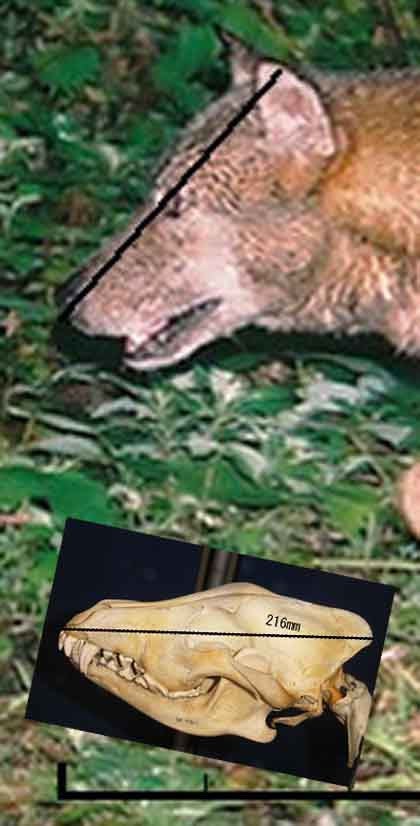 謎に満ちたニホンオオカミ | NPOニホンオオカミを探す会『井戸端会議』