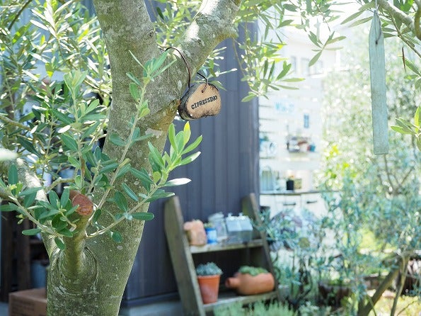 オリーブ・シプレッシーノのキレイな樹形 | Olive&SucculentGarden