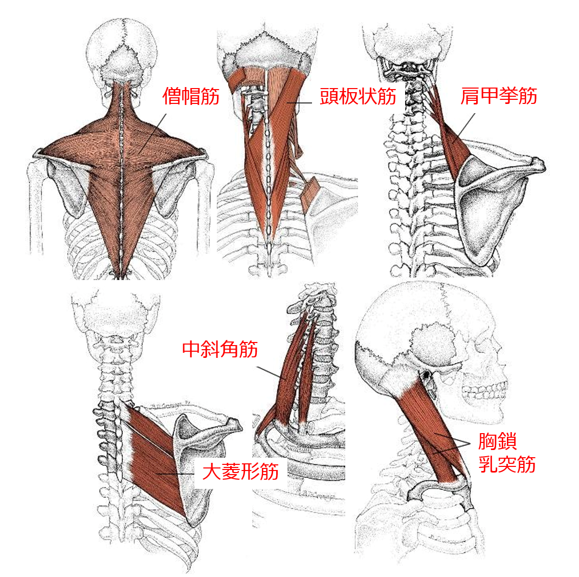 Q 肩こりが生じやすい筋肉は フェリシティークリニック名古屋