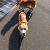 散歩の画像