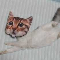 ブログ投稿画像