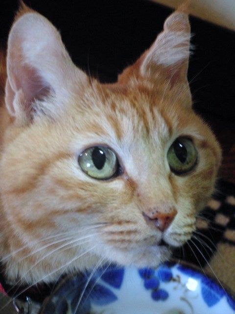 ちゃとこの百面相69の記事画像