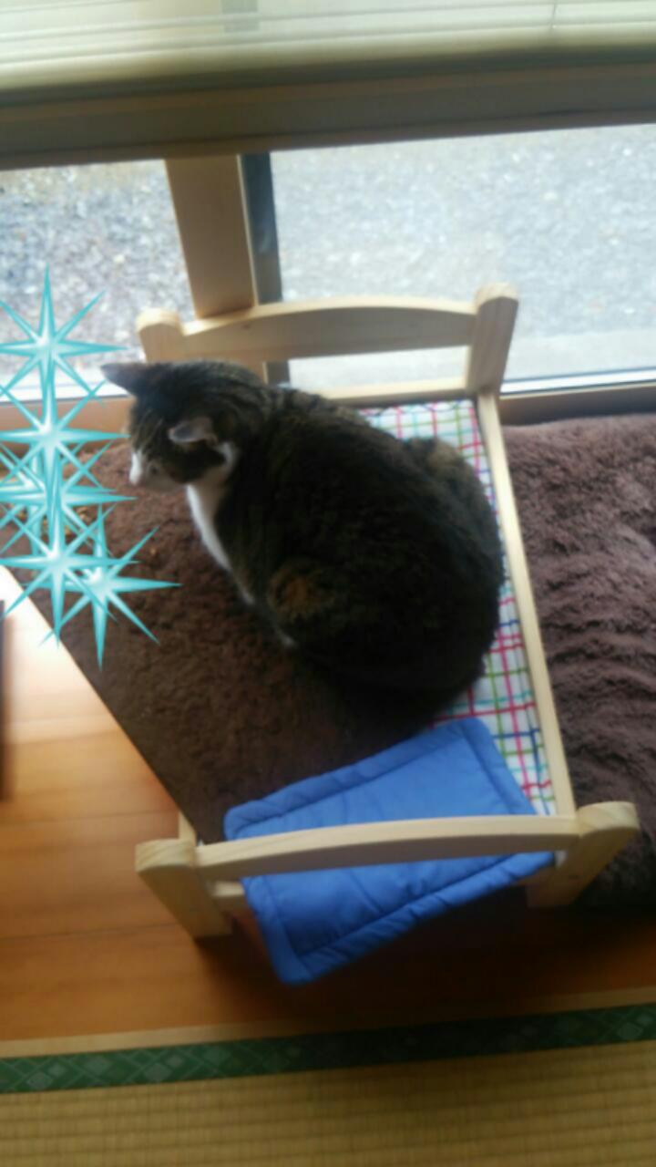 キレイ好きな猫様。の記事画像