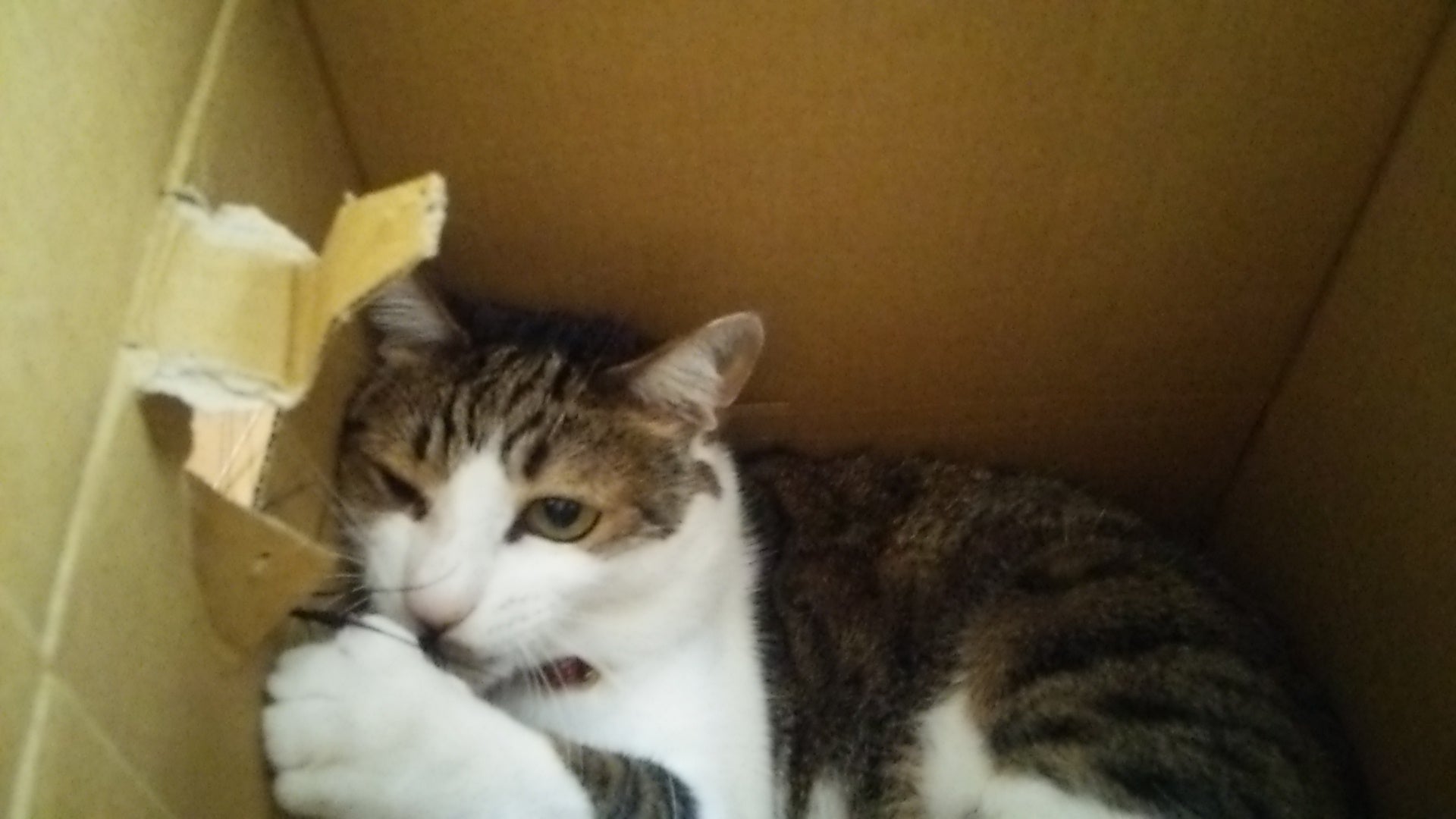 箱で遊ぶ猫様。仙台青葉まつりの食べ物とワンちゃん。の記事画像