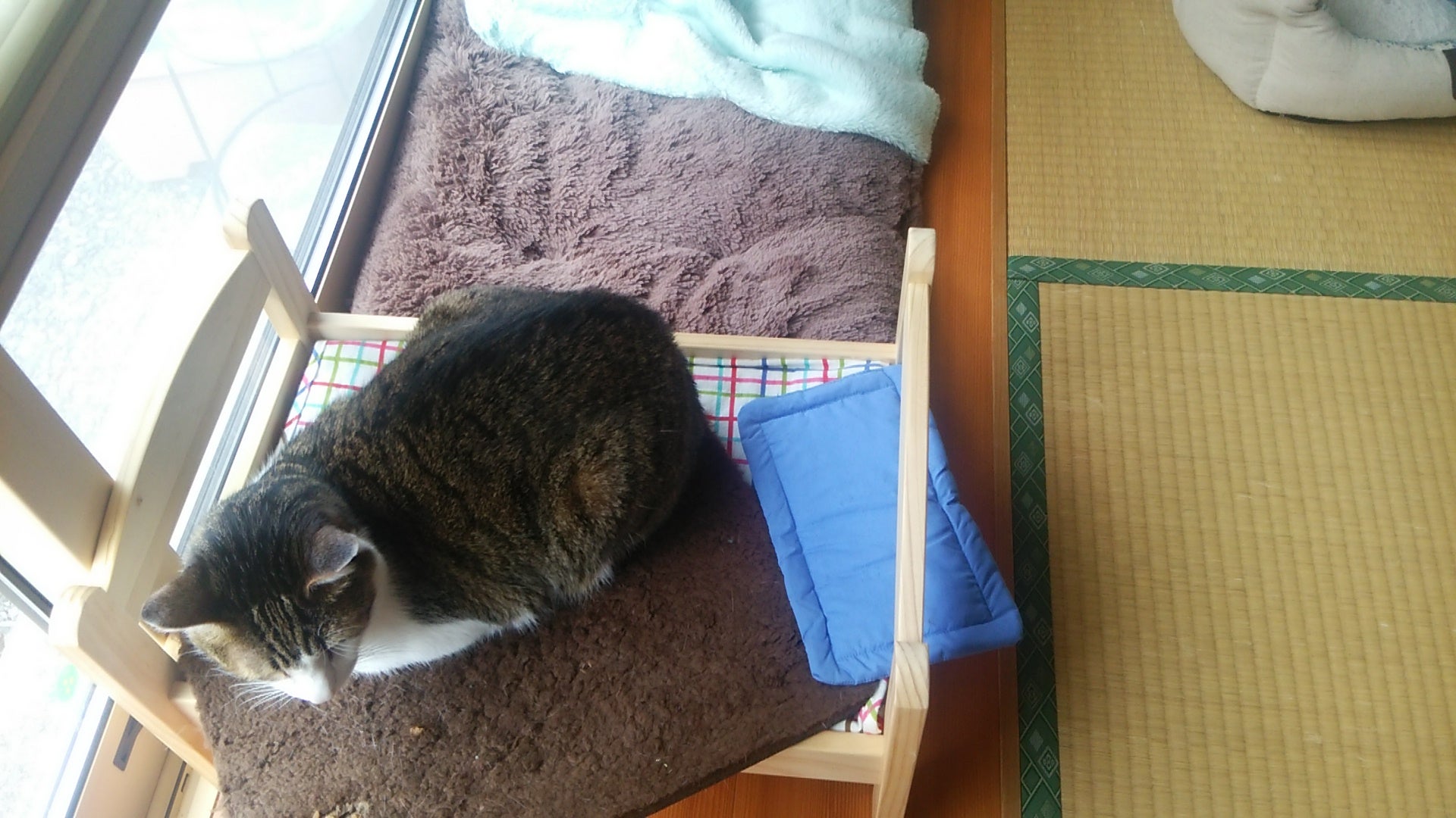キレイ好きな猫様。の記事画像