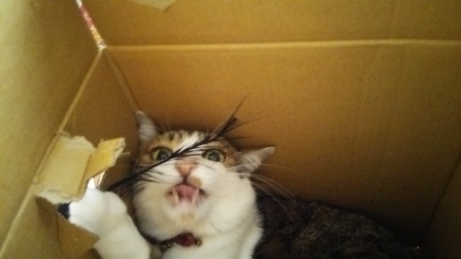 箱で遊ぶ猫様。仙台青葉まつりの食べ物とワンちゃん。の記事画像