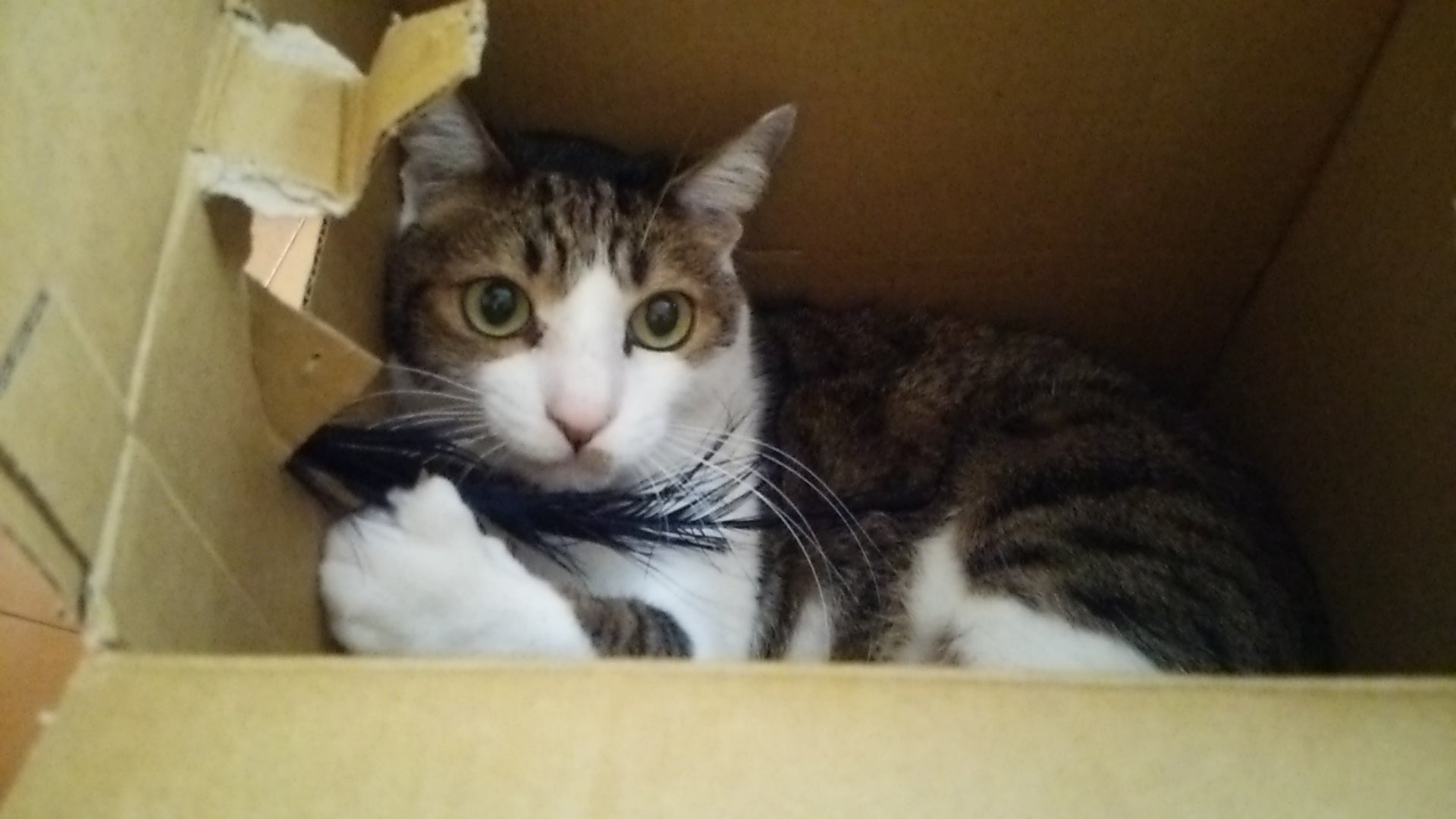 箱で遊ぶ猫様。仙台青葉まつりの食べ物とワンちゃん。の記事画像