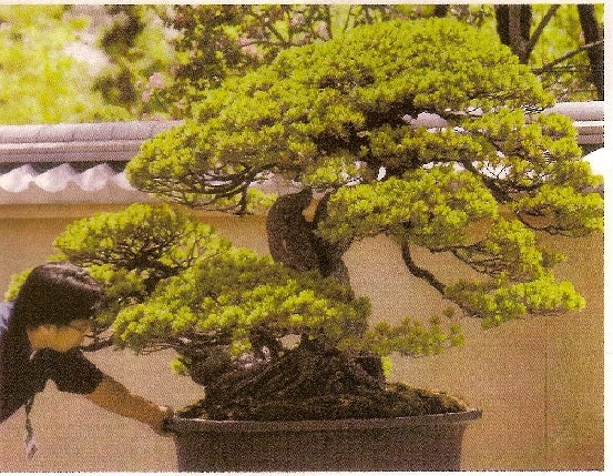 鉢の中の小宇宙・樹齢450年の盆栽、評価額1億3千万円』 | Freeman 雑記 