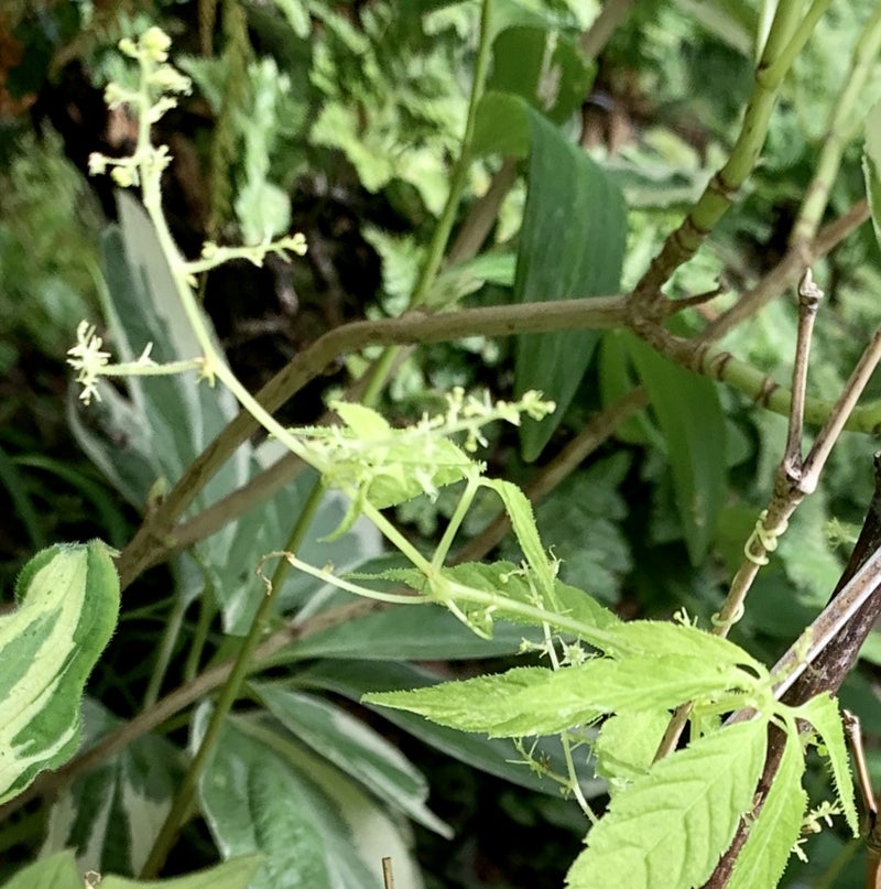 山野草 路傍の蔓性雑草 アマチャヅル(甘茶蔓)の斑入り葉 | 豊の国の翁