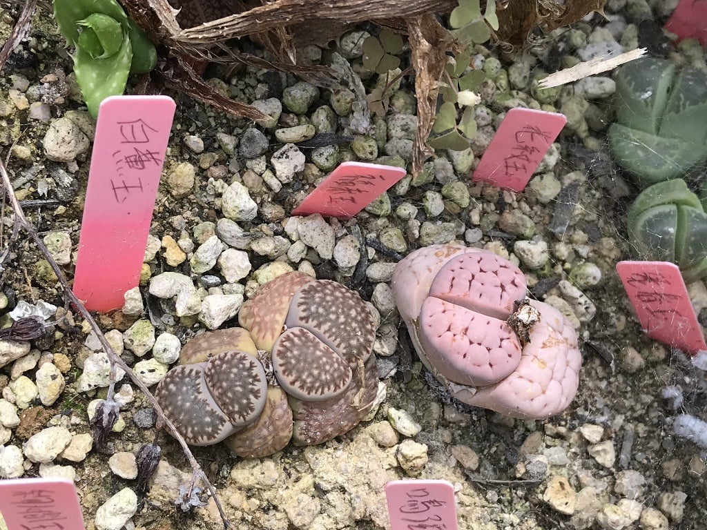 リトープス | サボテン、多肉植物栽培日記 リトープス | サボテン、多肉植物栽培日記