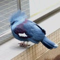 動物園の鳥（カンムリバト）