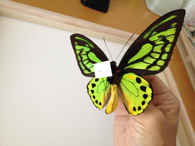 ボルネオの蝶を標本箱に整理。インセクトフェアで買ったミドリメガネ