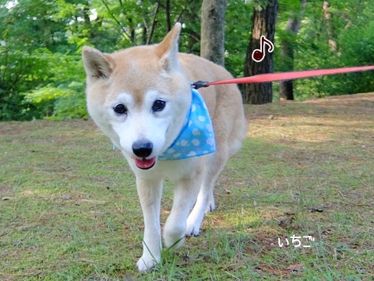 ひかりの眠る場面 動画 柴犬ひかりといちごと猫ミルキーときらら ひかりの眠る場面 動画 柴犬ひかりといちごと猫ミルキーときらら