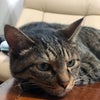 8/20 晴れたり曇ったり大雨だったり‥の画像