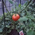 トマト収穫！