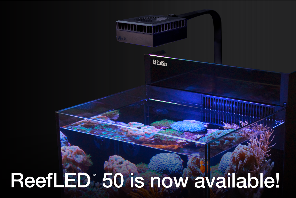 RED SEA Reef LED 50セット 半年使用-