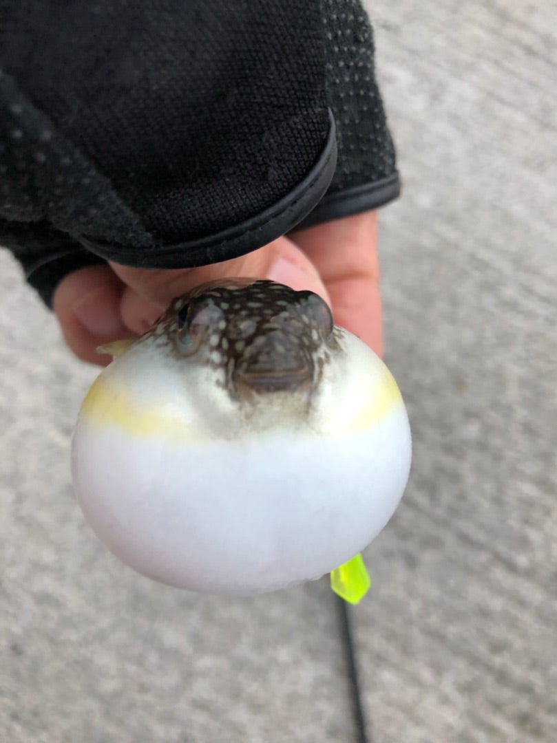 バス釣り!主降臨!!ランカー捕獲!?www ε-(´∀`; ) | お魚釣ろう バス釣り!主降臨!!ランカー捕獲!?www ε-(´∀`; ) | お魚釣ろう
