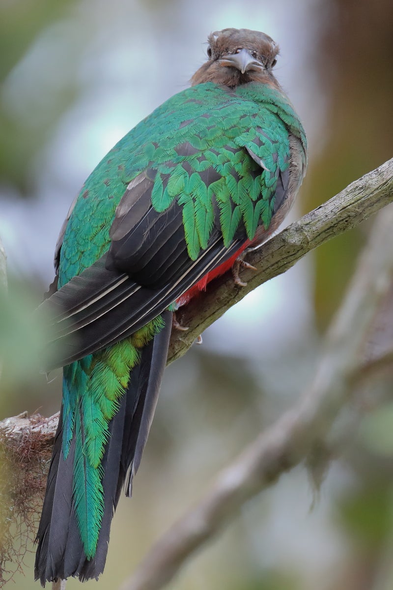 18ecu92 キンガシラカザリキヌバネドリ Golden Headed Quetzal 鳥好きfpのつれづれ日記２