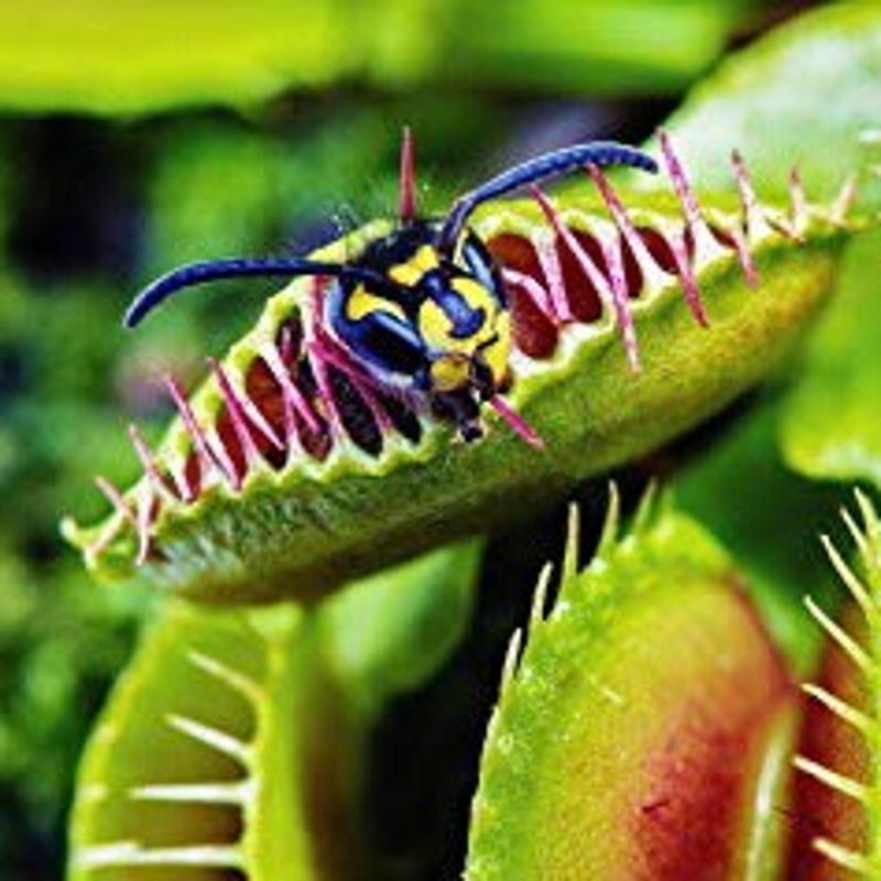 虫を食べる植物展の新着記事 アメーバブログ アメブロ