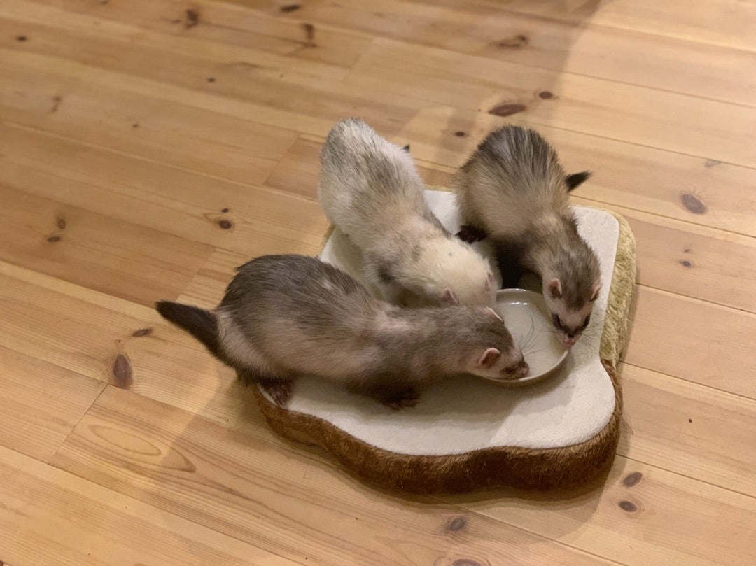 げんきいたち フェレットの栄養スープ・ミルク(シニア げんきいたち フェレットの栄養スープ・ミルク(シニア