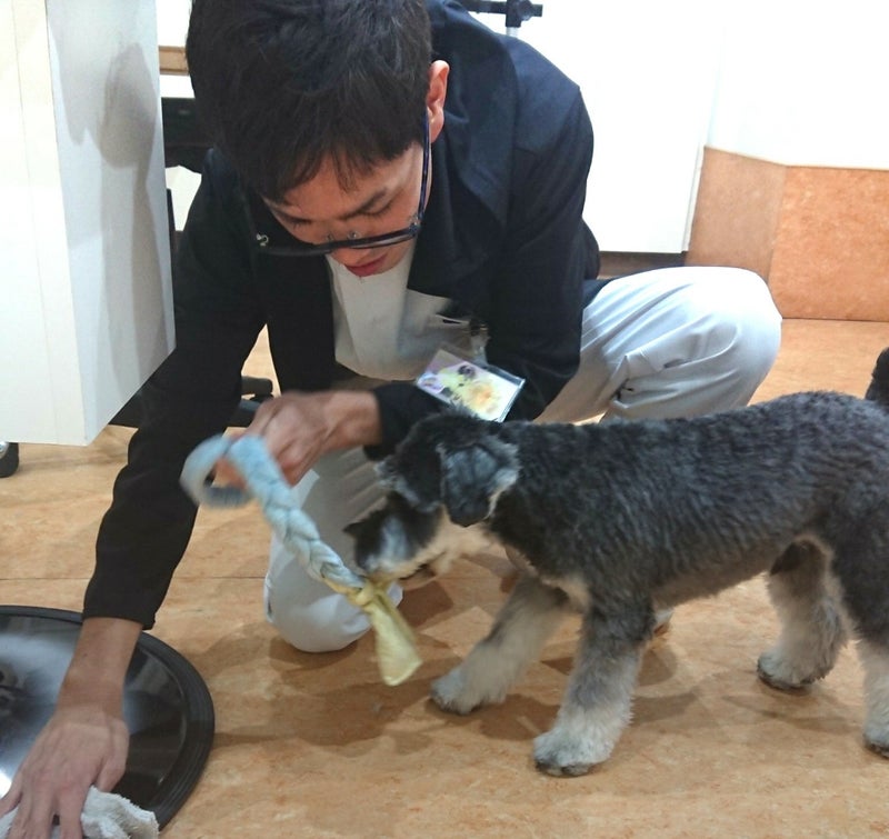 楽しいしつけにする方法 神戸市子犬の噛み吠えトイレをKDS法がたった1ヶ月で改善
