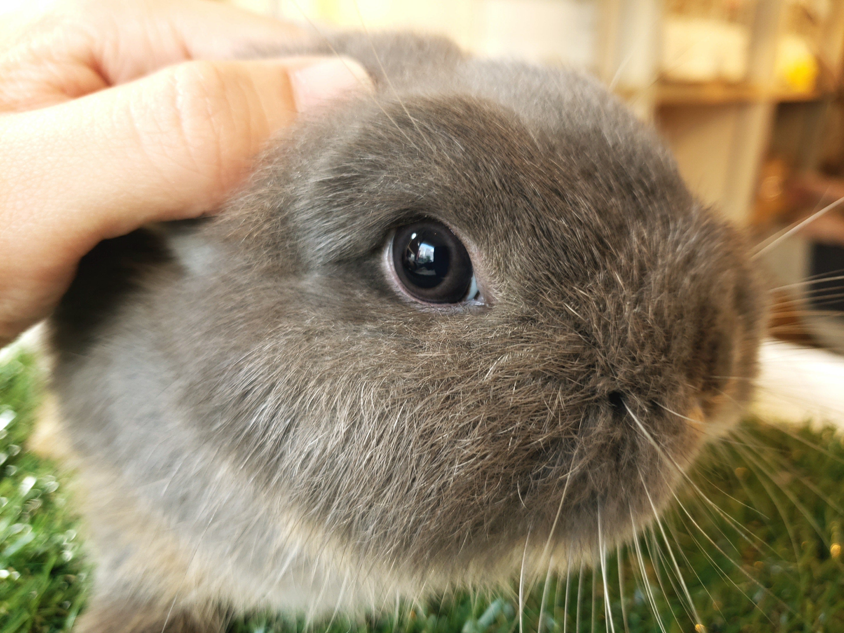 優秀なウサギのヒゲ 札幌のうさぎ専門店 Mon Lapin のブログ