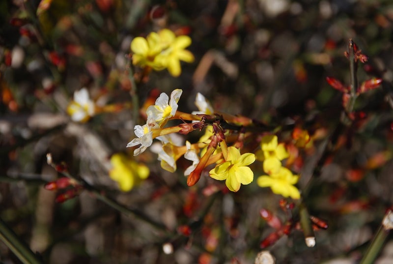 樹の花と実 ４２ オウバイ 山想花 Sansouka ブログ