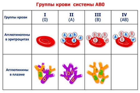 ロシアでは血液型がabo型ではない 血液型性格判断は日本だけ ロシア モノ コト図鑑 ロシア工芸 雑貨 リャビーナ ブログ