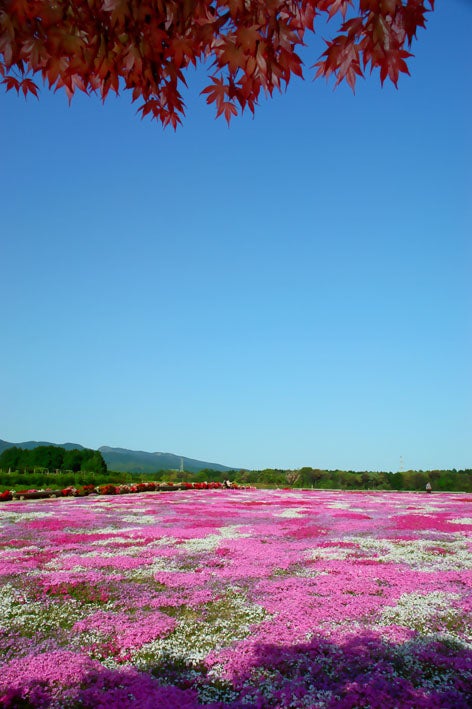 立夏の頃○o。.の記事画像