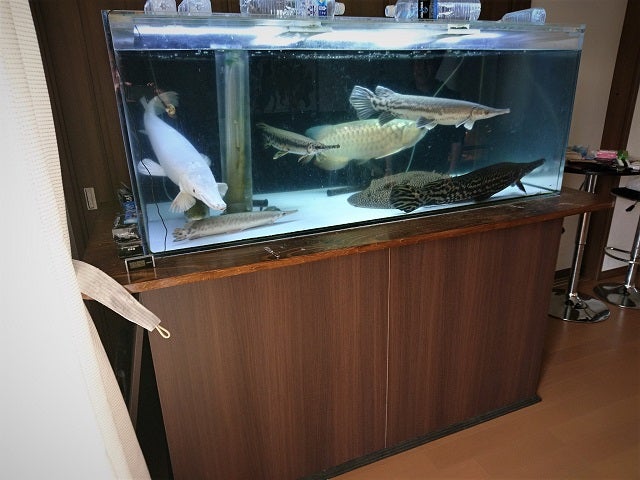 土日はバタバタでした 北関東の熱帯魚店 アクアショップしなの 店長ブログ