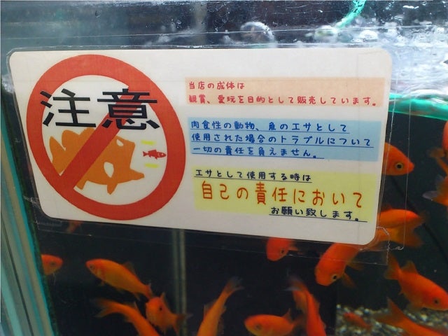 今日の1コマ 北関東の熱帯魚店 アクアショップしなの 店長ブログ