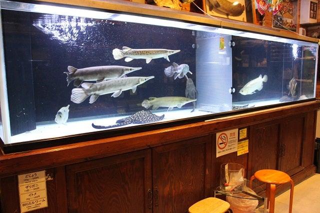 この水槽のガー全部下さい 北関東の熱帯魚店 アクアショップしなの 店長ブログ
