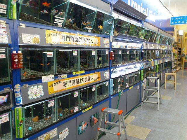 今日の1コマ 北関東の熱帯魚店 アクアショップしなの 店長ブログ