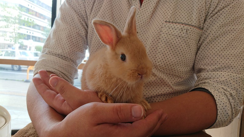 ウサギの寝方 札幌のうさぎ専門店 Mon Lapin のブログ
