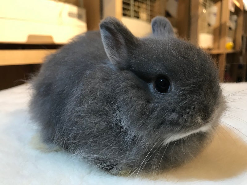 ウサギの寝方 札幌のうさぎ専門店 Mon Lapin のブログ