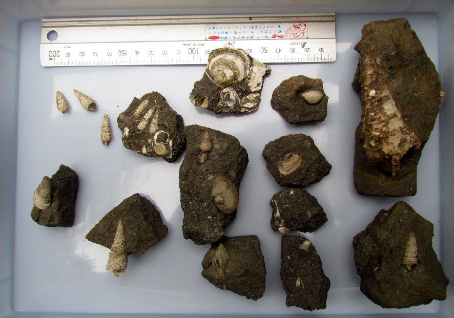 北陸地方1泊化石採集旅行 その3 | kulif 化石 富貴蘭 石斛 寒葵 北陸地方1泊化石採集旅行 その3 | kulif 化石 富貴蘭 石斛 寒葵
