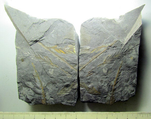ｼﾀﾞ類 ｵﾆｷｵﾌﾟｼｽ ｴﾛﾝｶﾞﾀの化石 | kulif 化石 富貴蘭 石斛 寒葵 食虫植物 