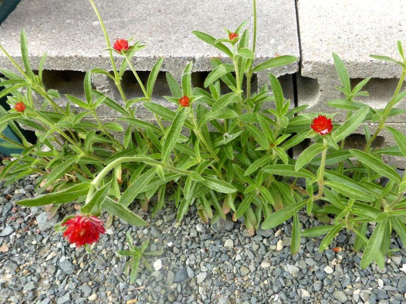 ストロベリーフィールド 千日紅 の花が斑入りになってる のよりっこのブログ