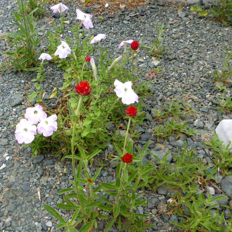 ストロベリーフィールド 千日紅 の花が斑入りになってる のよりっこのブログ
