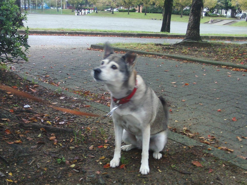 朝の散歩で ハスキー犬ミックスの風花ちゃんと出会いました オミノブログ