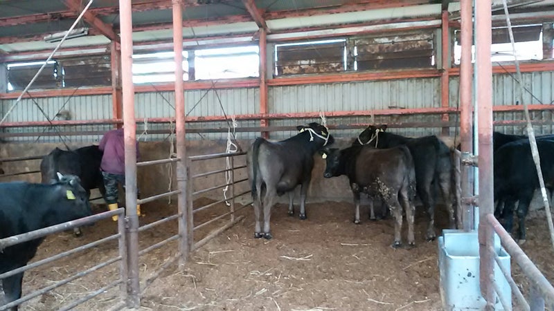 牛の足が挟まる 牛屋