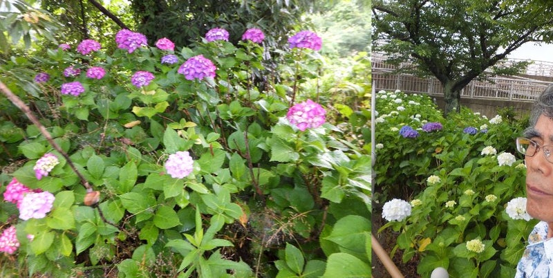 高塔山公園アジサイ Mickey Yasudaのブログ