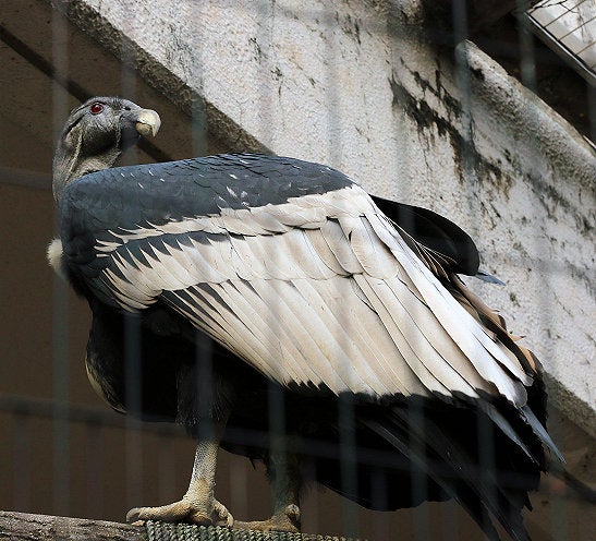 世界最大の飛ぶ鳥 アンデスコンドル ひがしやま物語