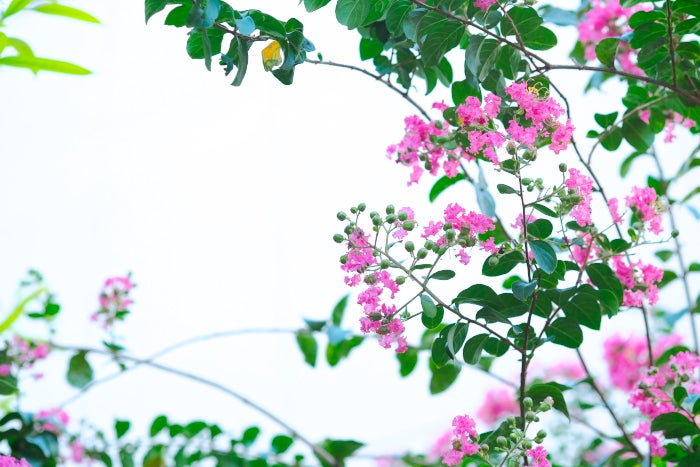サルスベリの花と小さな葉 日々の風景