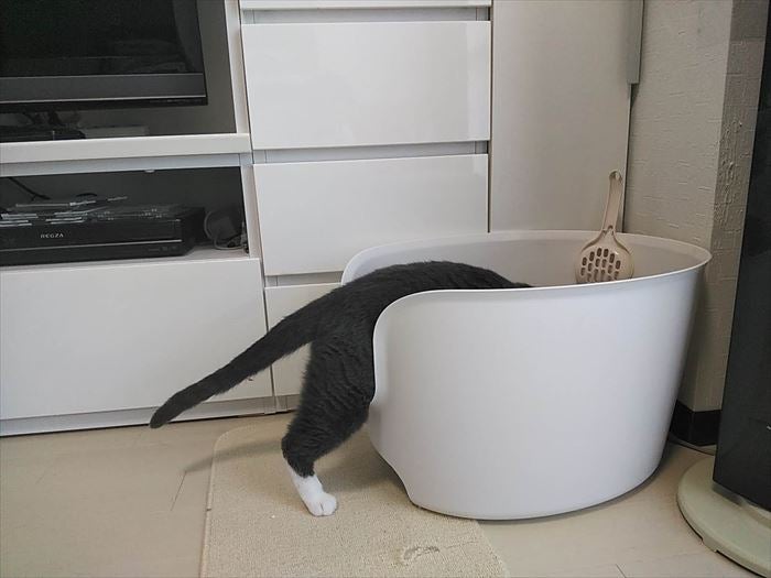リッチェルラプレ壁高ネコトイレレビュー | やっかいな猫たち【失敗したかもよ～という多頭飼いの悩み満載ブログ！】