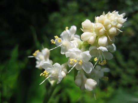 ヤブミョウガの花です 花咲かサンタ のブログ