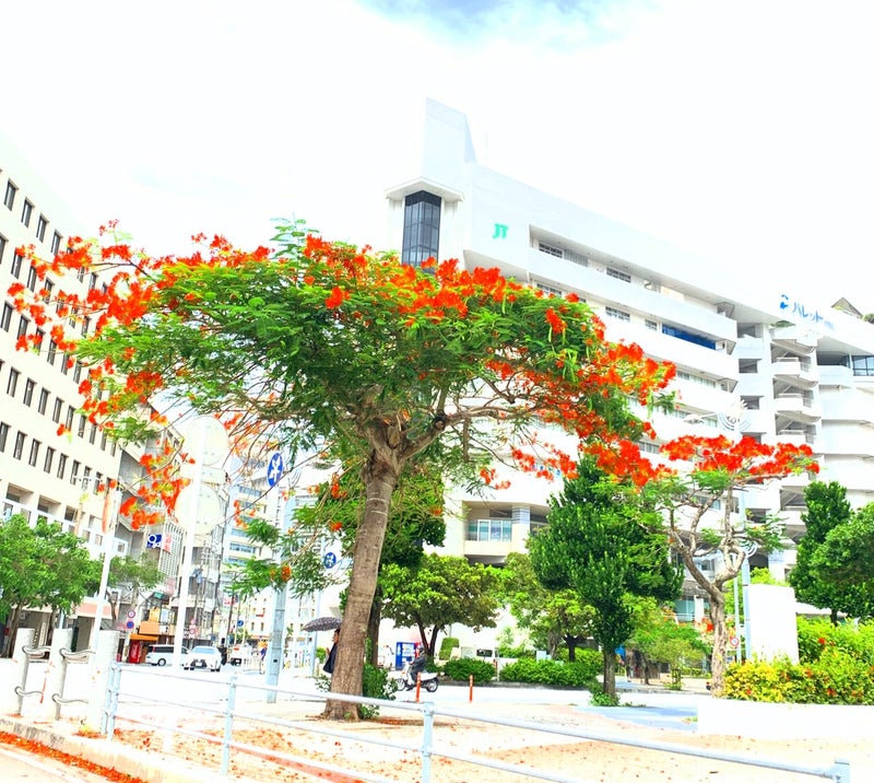 沖縄でみかけるオレンジ色の花の街路樹 名前知ってる あなたの道しるべ お伝えします 占星術 リザスト Sns発信